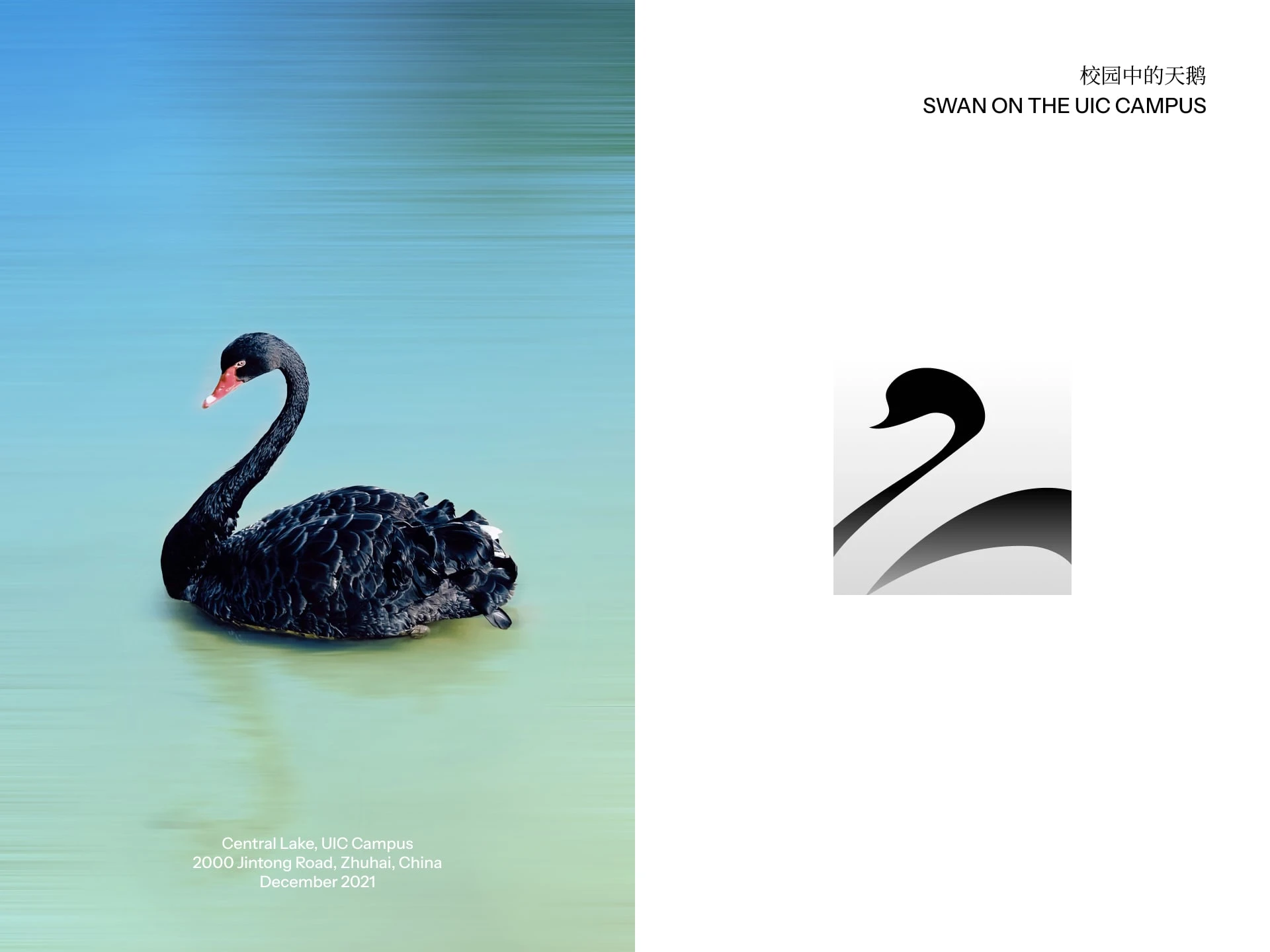 Swan on the UIC campus