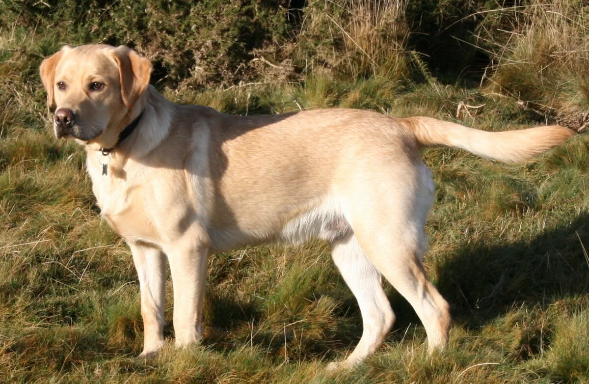 Labrador on Quantock. Flickr, Hour House Photography 2008