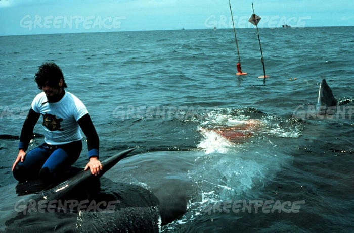 Captain Paul Watson on a harpooned baby whale. Showing it's enormous size.