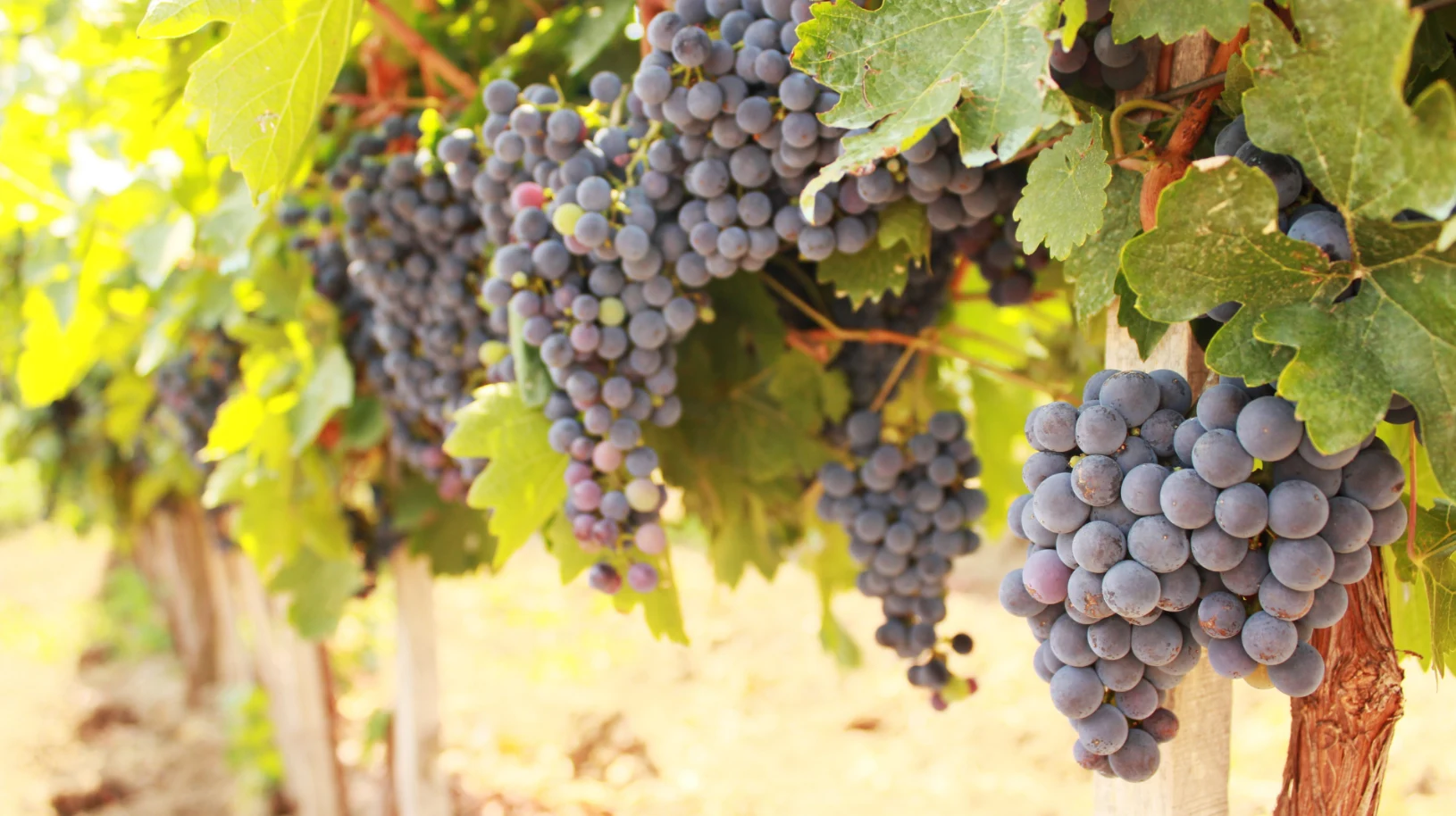 Wine & Weather: The Best Climate for Grapes