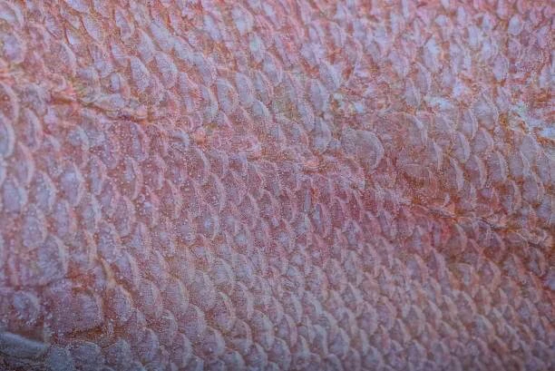 Closer look of a Red Bream Fish’s skin