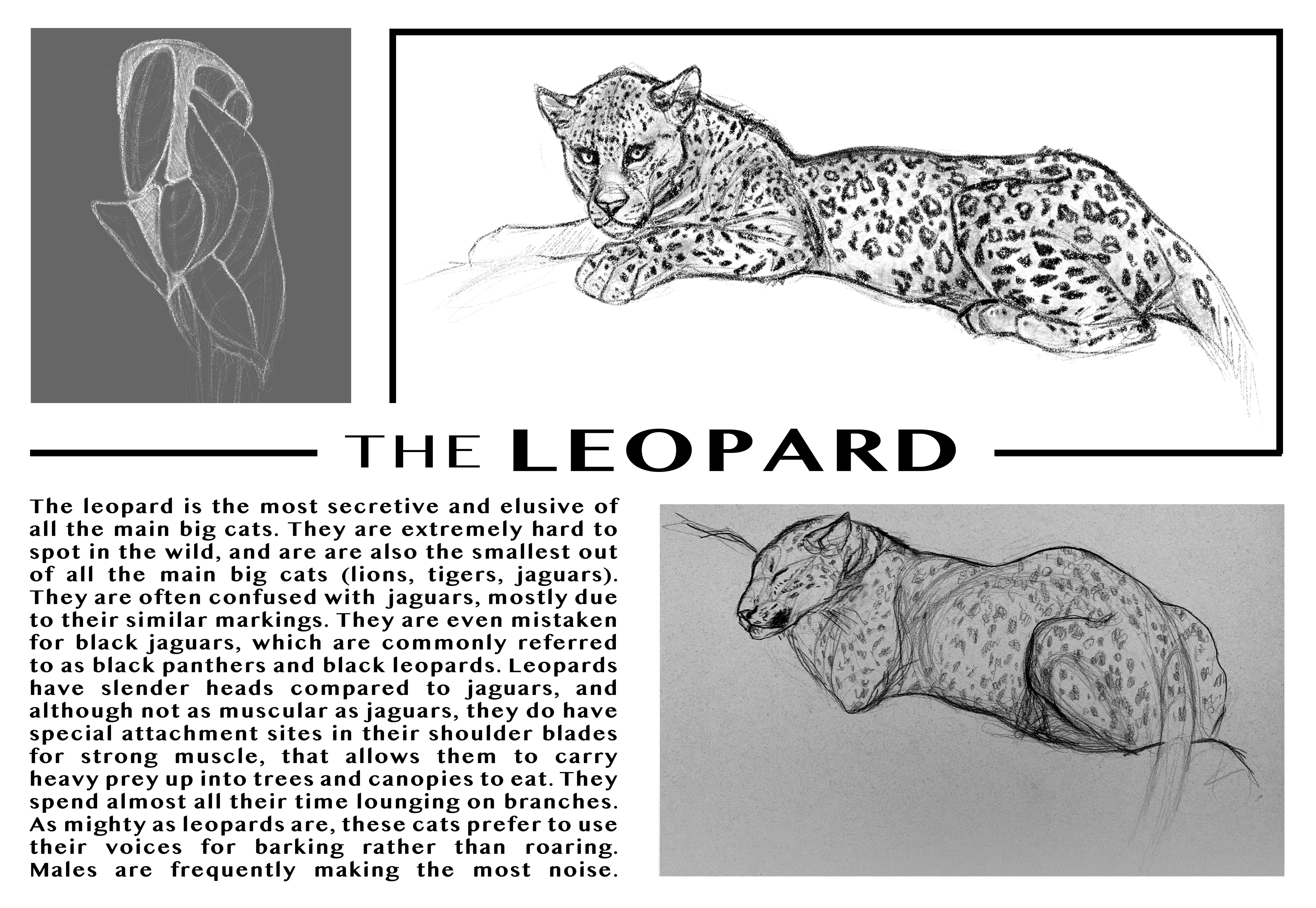 AOC 14- The Leopard (Panthera Pardus) 