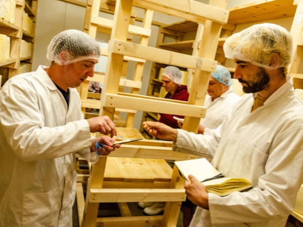 Tasting Yoredale in the maturing room at Curlew Dairy.