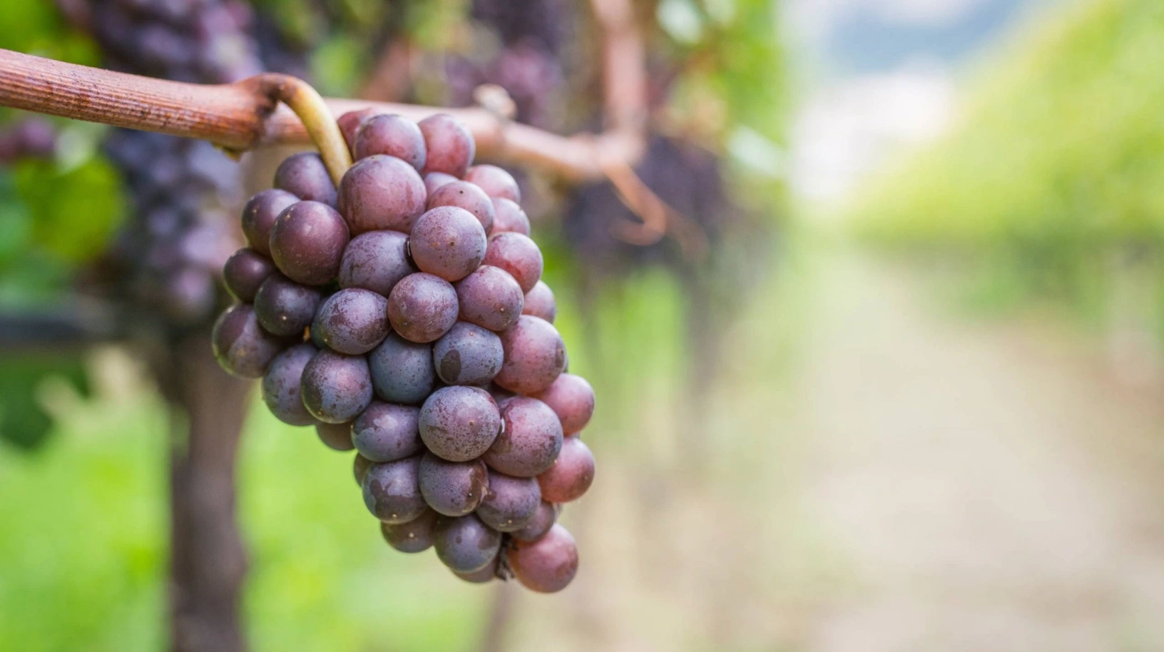 Pinot Gris vs. Pinot Grigio - What's the Difference? 
