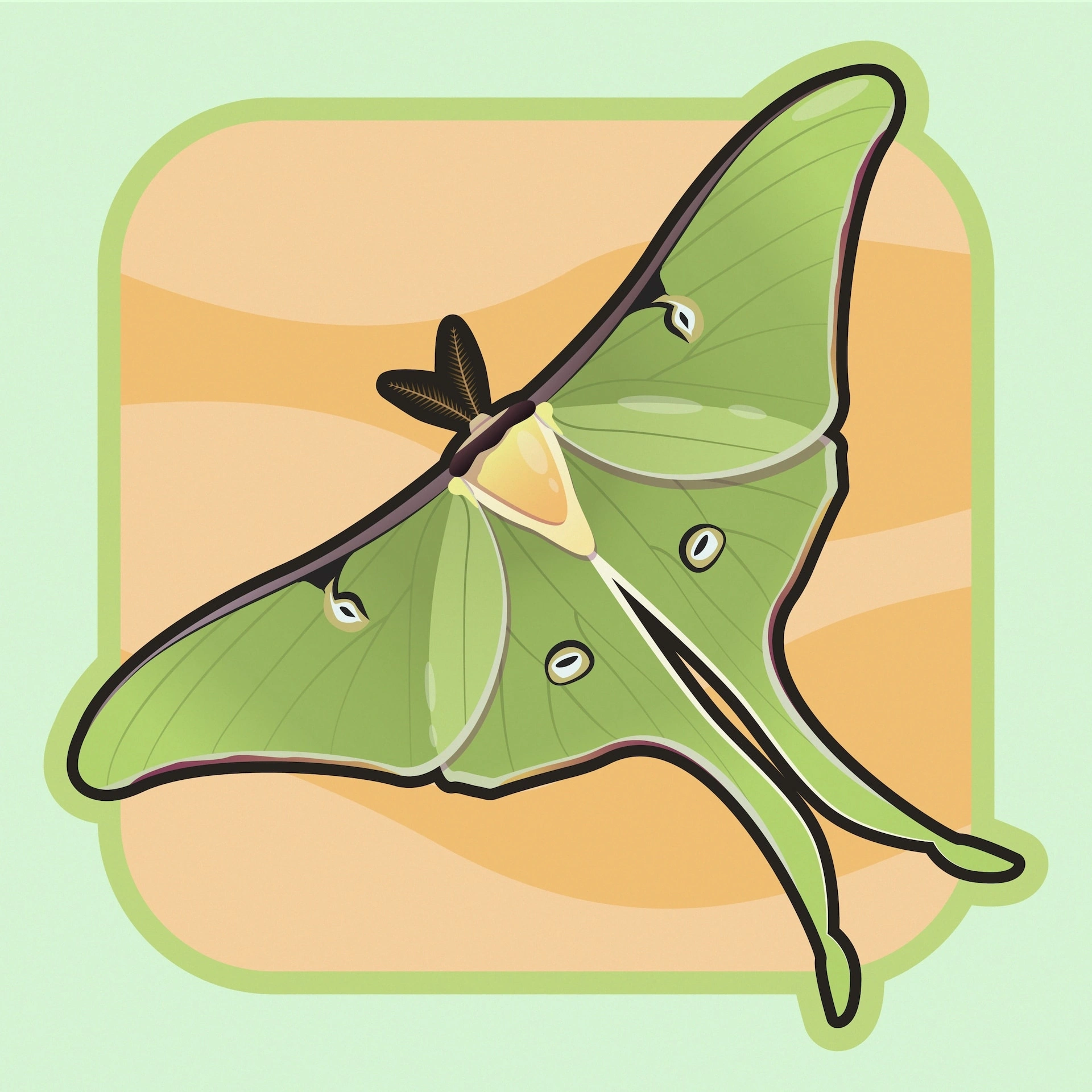 Luna Moth