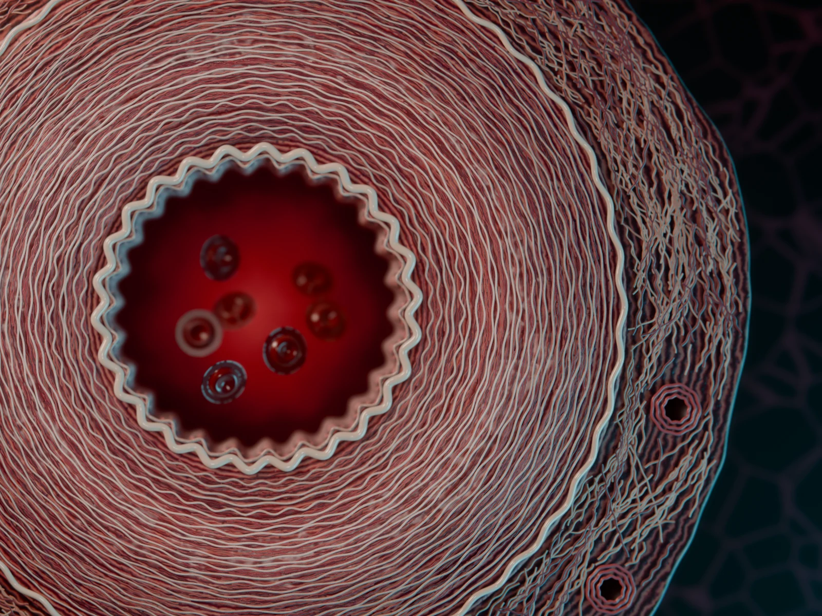 Detail at full 4K: elastic lamina, smooth-muscle fibers and crimped collagen