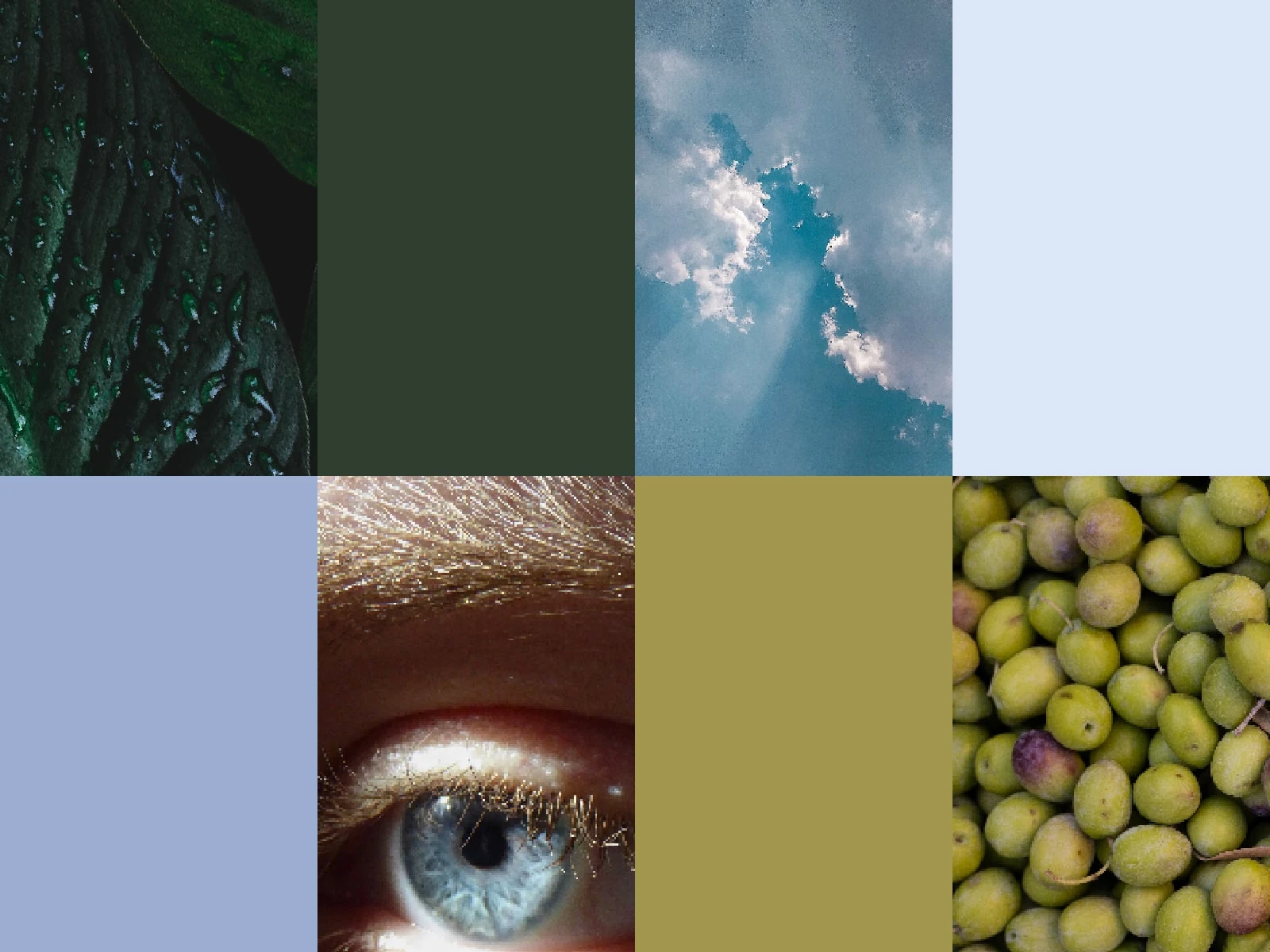 Color Palette
