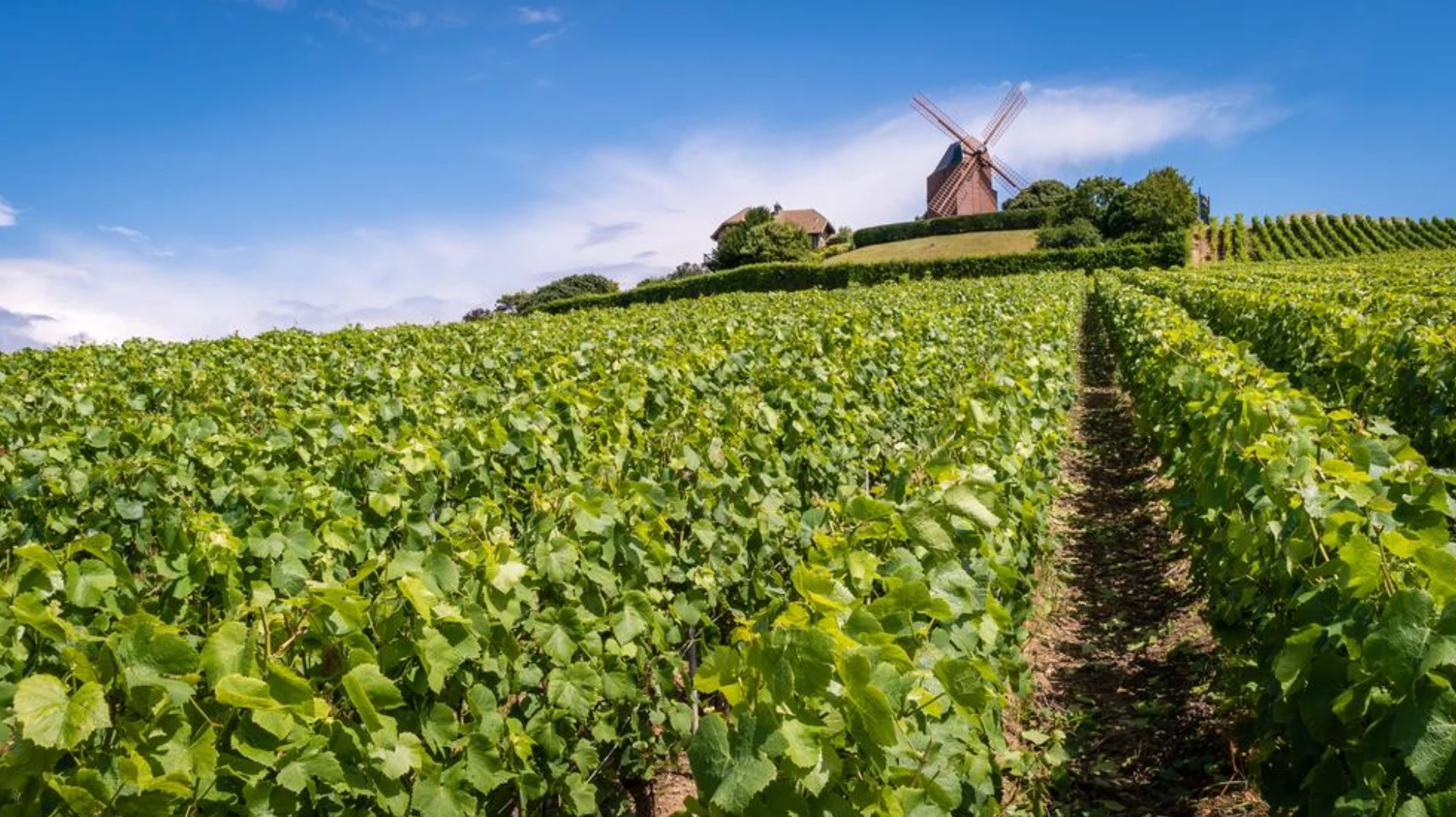 The Cuisine of Champagne-Ardenne & the Best Champagne Food Pairings
