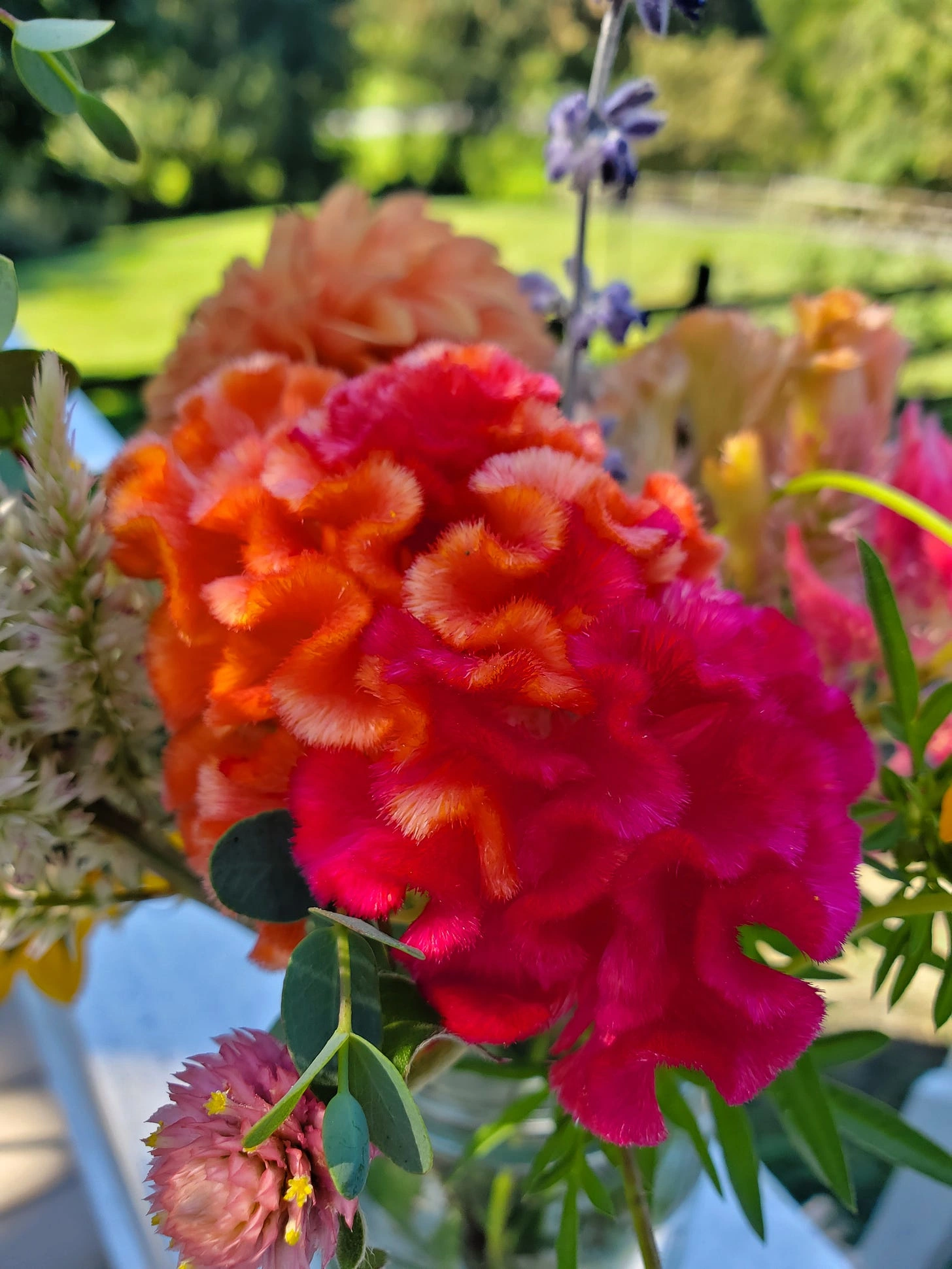 I’ve been saying this since I was young - We’re all weird in our own unique way. The wildflower above, absolutely incredible in its fuzziness and radiant colors, catalyzes joy and appreciation for the beautiful weirdness that exists within myself and others. 💕