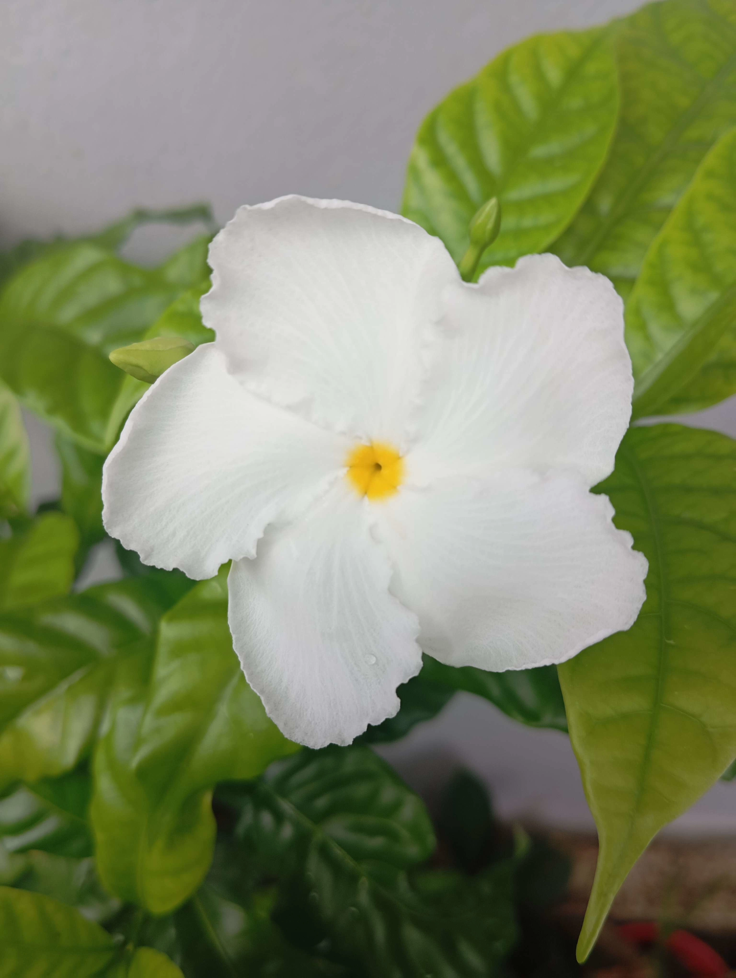 A flower that grew in my garden