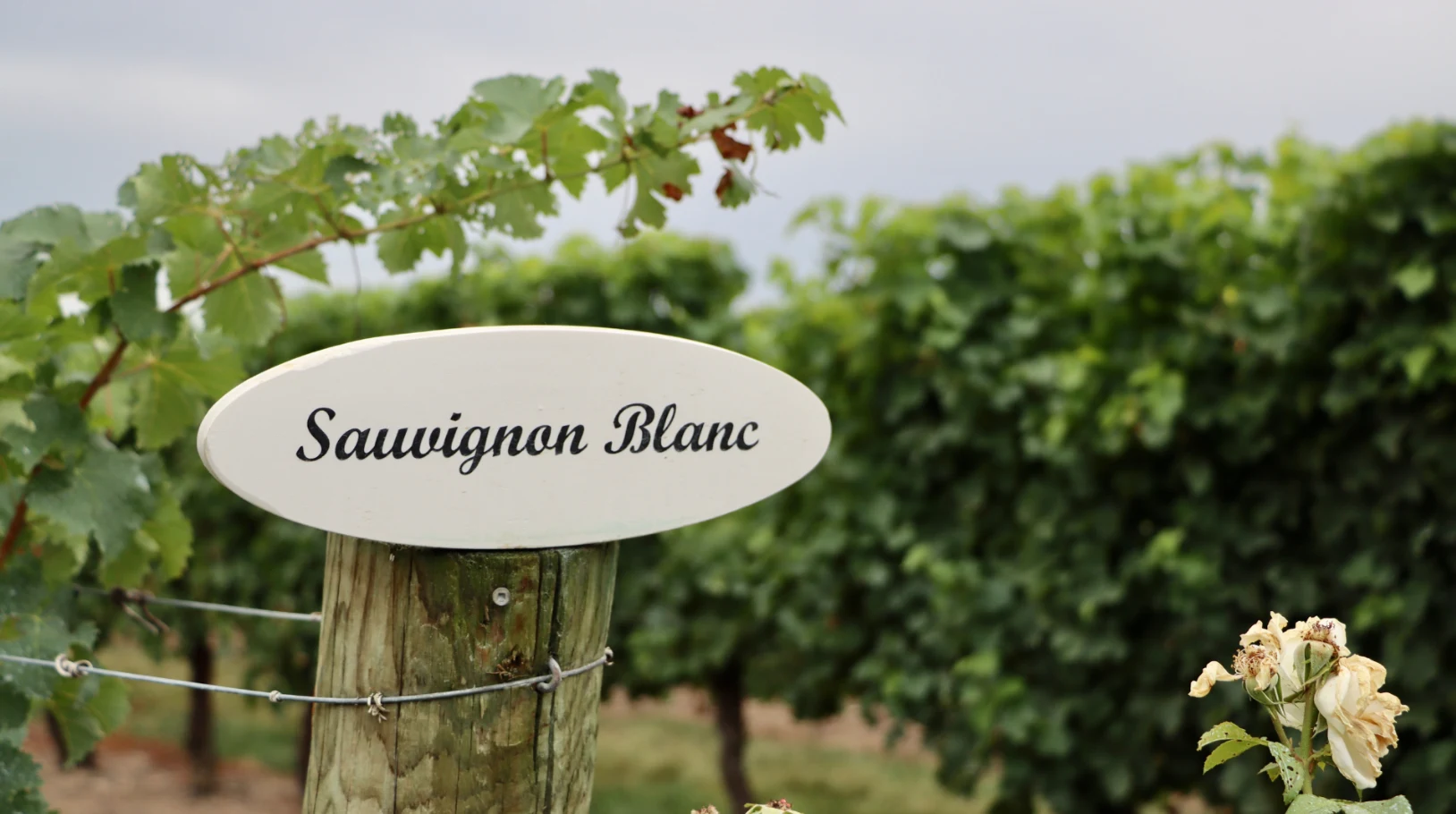 Intro to Sauvignon Blanc & Its Best Regions