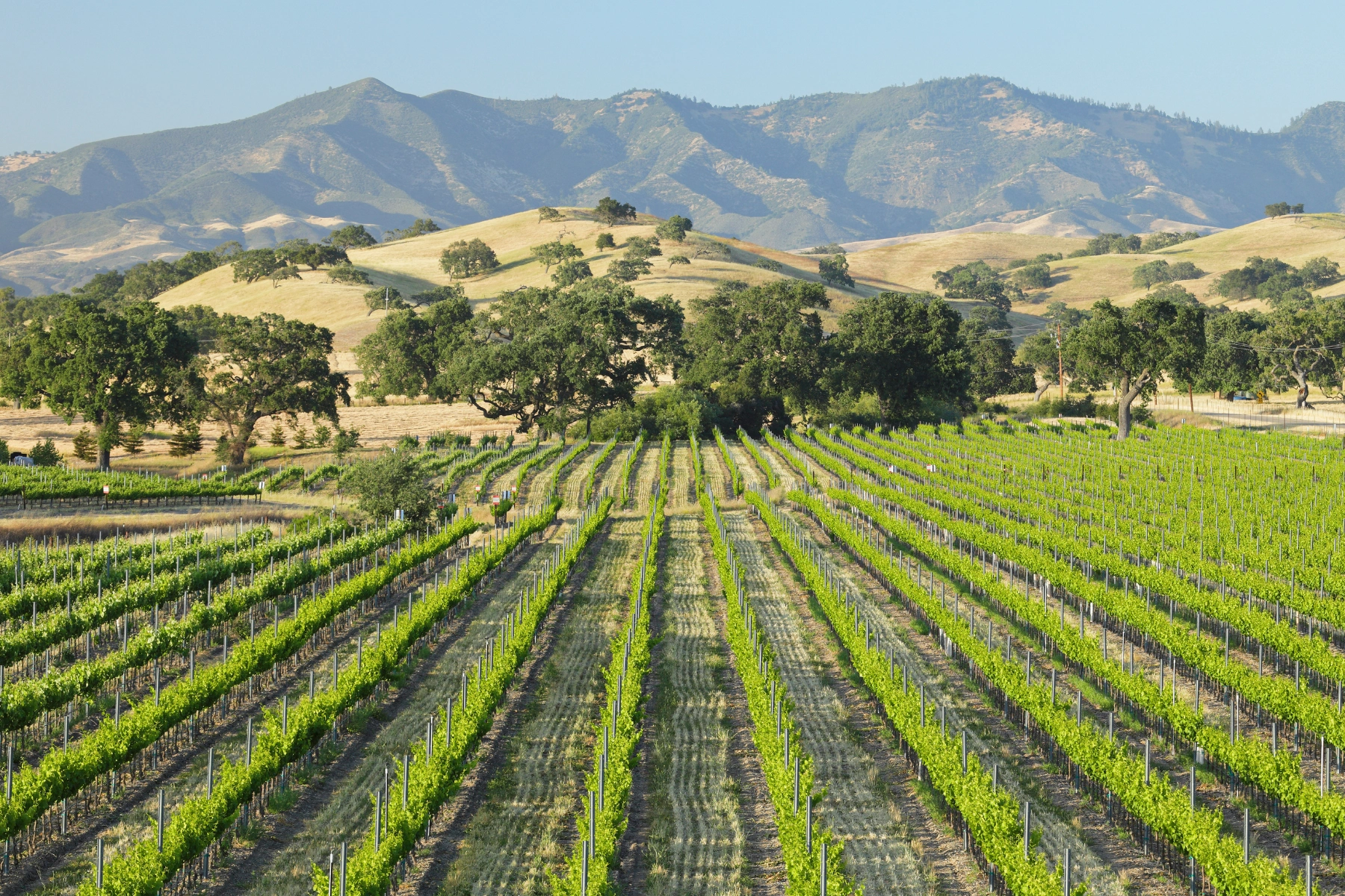 Morgan Winery: Top Wineries on the Central Coast of California