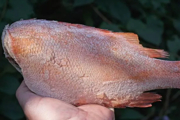 Holding a Red Bream Fish