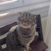 Rüdiger's avatar
