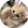 Vidhi's avatar