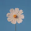 Nicole's avatar