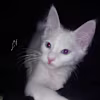 cai's avatar