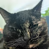 Jolene's avatar