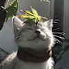 Heaven's avatar
