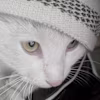 abdulrahman's avatar