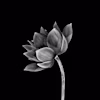 Aaron Tan's avatar