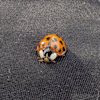 Dave's avatar