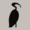 Studio Mauro logo