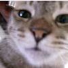 chail's avatar