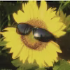 Daniel's avatar