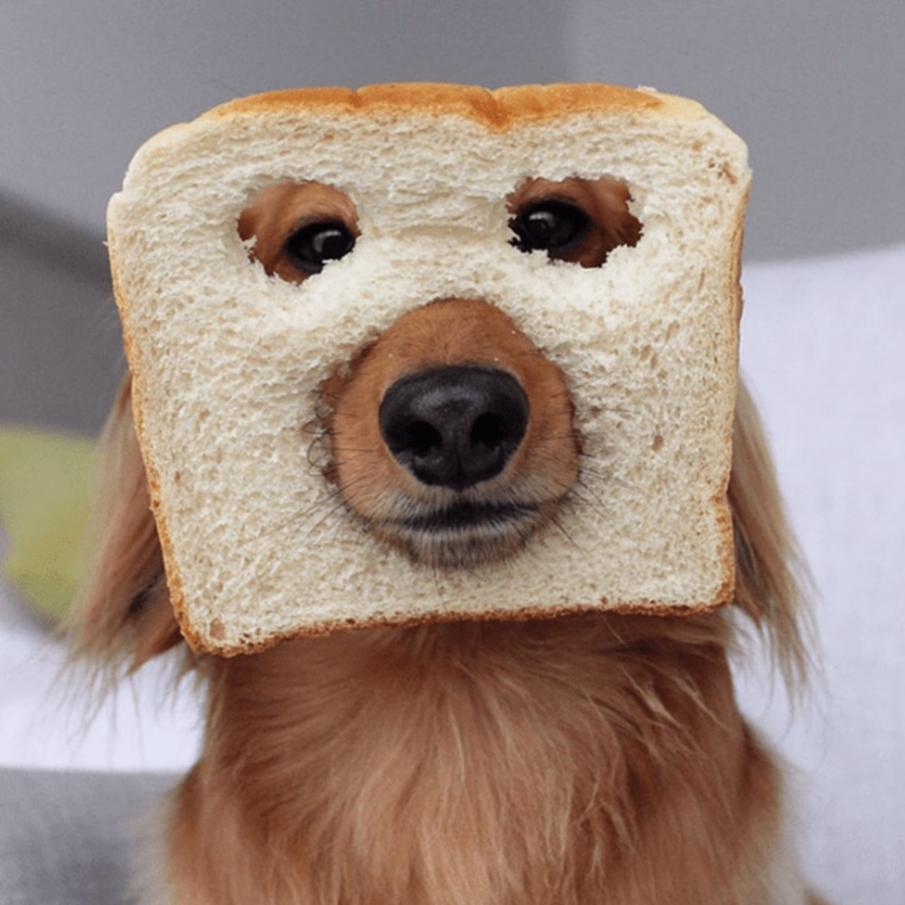IN- Bread