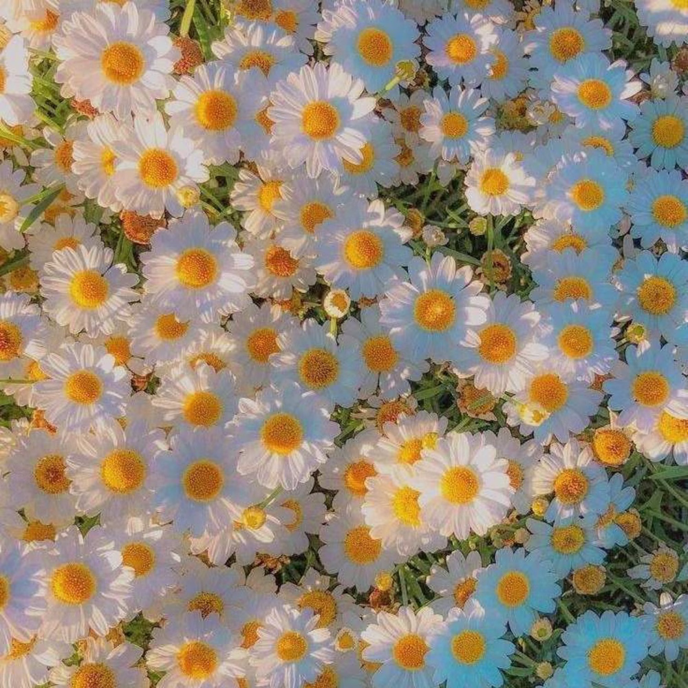 Sakura j