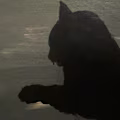 Kiona avatar