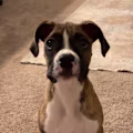 Vanessa avatar