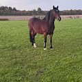 Emmanuel avatar