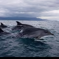 Dawn avatar