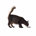 Zul avatar