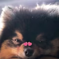 Otsumi avatar