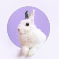 Harsha avatar