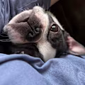 Mitena avatar