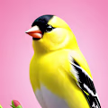 Hiline avatar