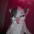 Paras avatar
