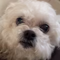 Kate avatar