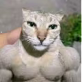 Jeff avatar