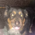 Sierra avatar