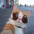 Nabeel avatar