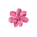 Sadia avatar