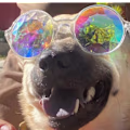 Zoey avatar
