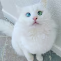 Diva avatar