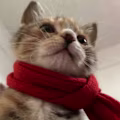 Aruswaey avatar