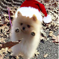 Choi avatar